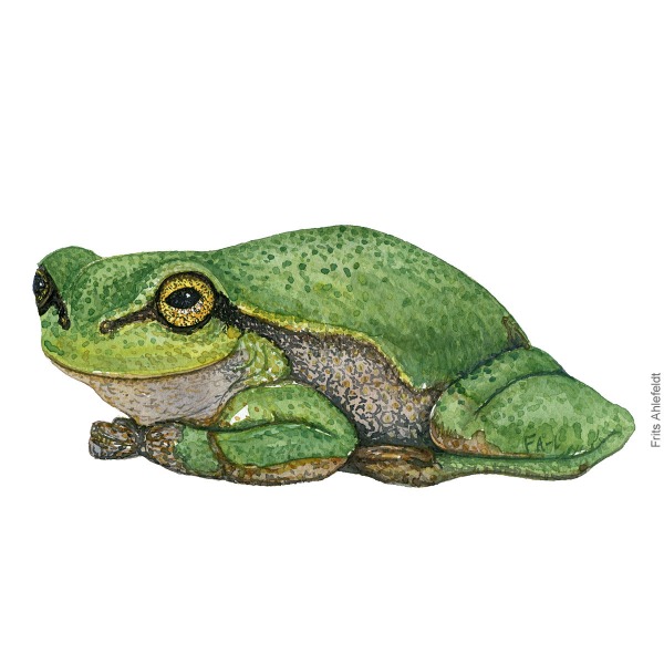 European-treefrog-hyla-arborea-loevfroe-frits-ahlefeldt - Watercolor - akvarel