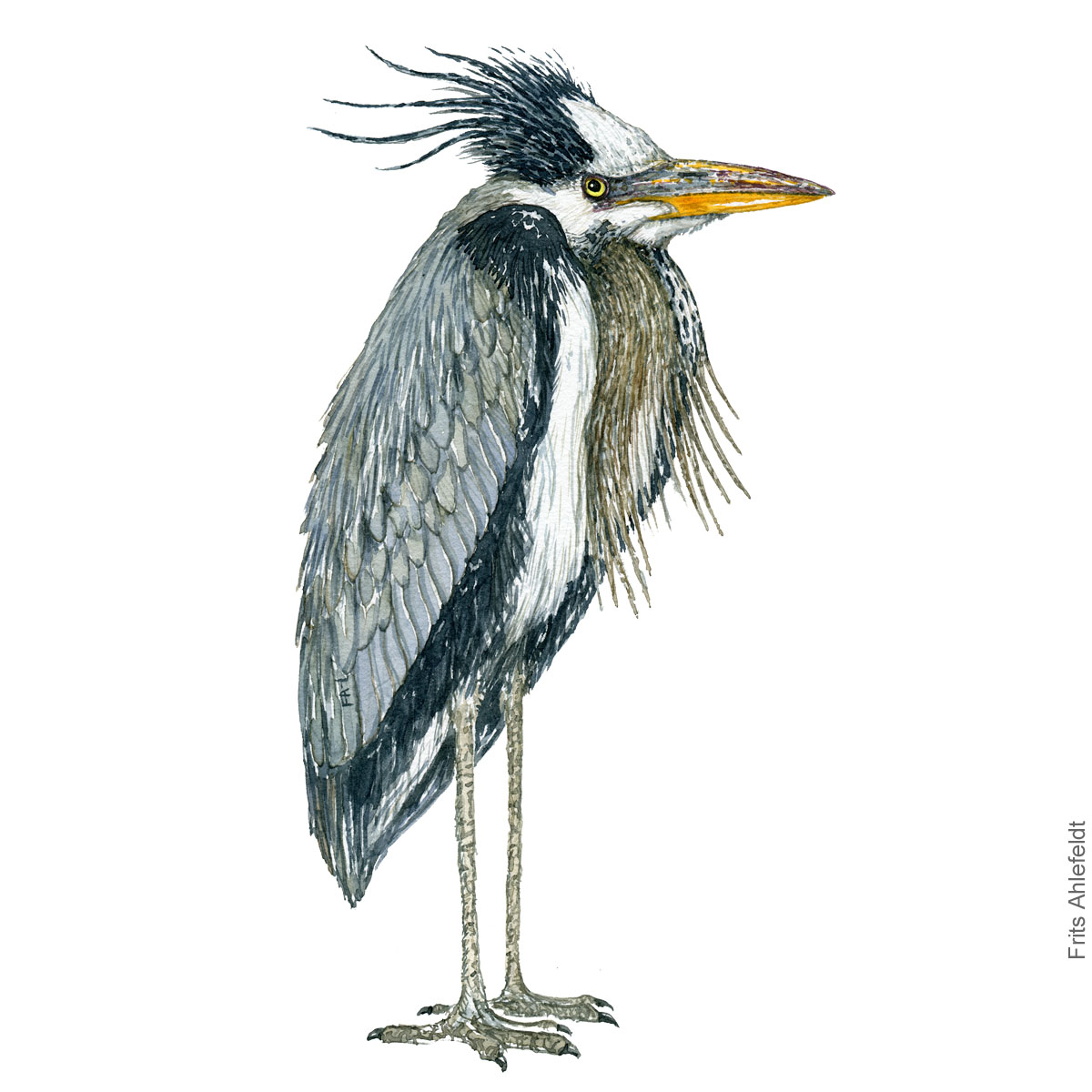 Grey-heron-Ardea cinerea-fiskehejre-frits-ahlefeldt akvarel - Watercolor