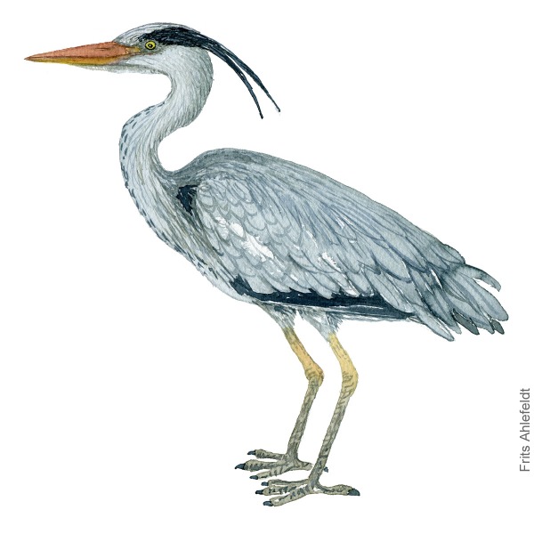 Grey-heron-Ardea cinerea-fiskehejre-frits-ahlefeldt akvarel - Watercolor