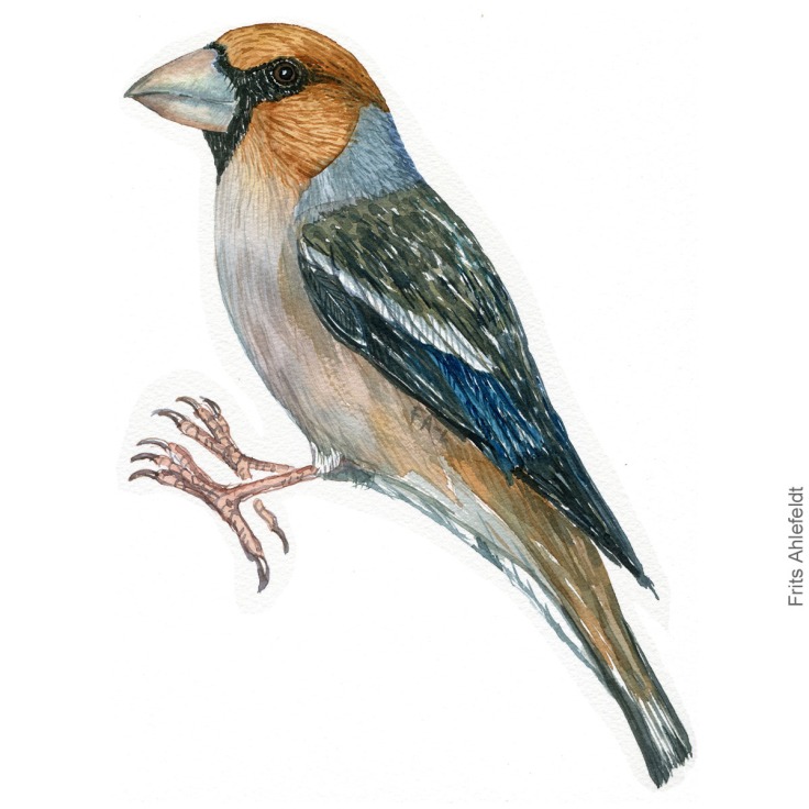 Kernebider - Hawfinch bird watercolor illustration. Artwork by Frits Ahlefeldt. Fugle akvarel