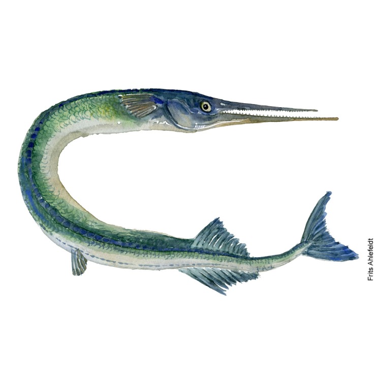 Hornfisk - Akvarel illustration af Frits Ahlefeldt