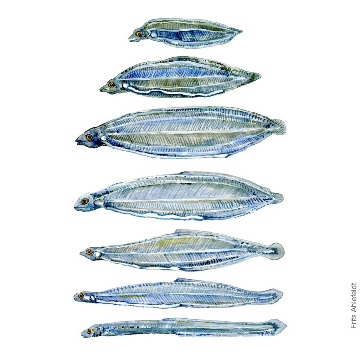 Eel larvae - aalelarver - Akvarel illustration af Frits Ahlefeldt