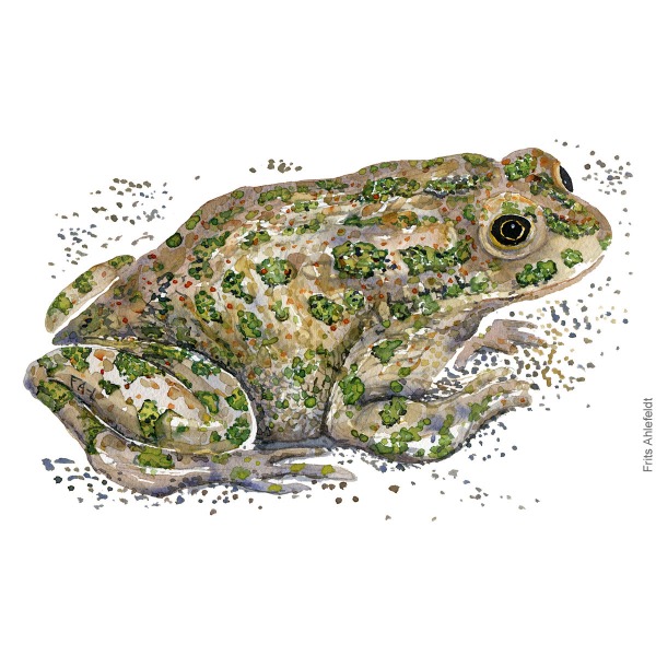 green-toad-bufo-viridis-groenbroget-tudse-frits-ahlefeldt watercolor - akvarel