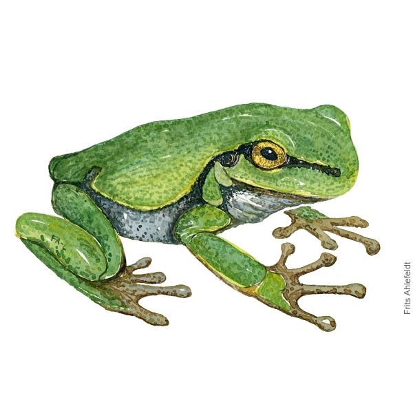 European-treefrog-hyla-arborea-loevfroe-frits-ahlefeldt - Watercolor - akvarel