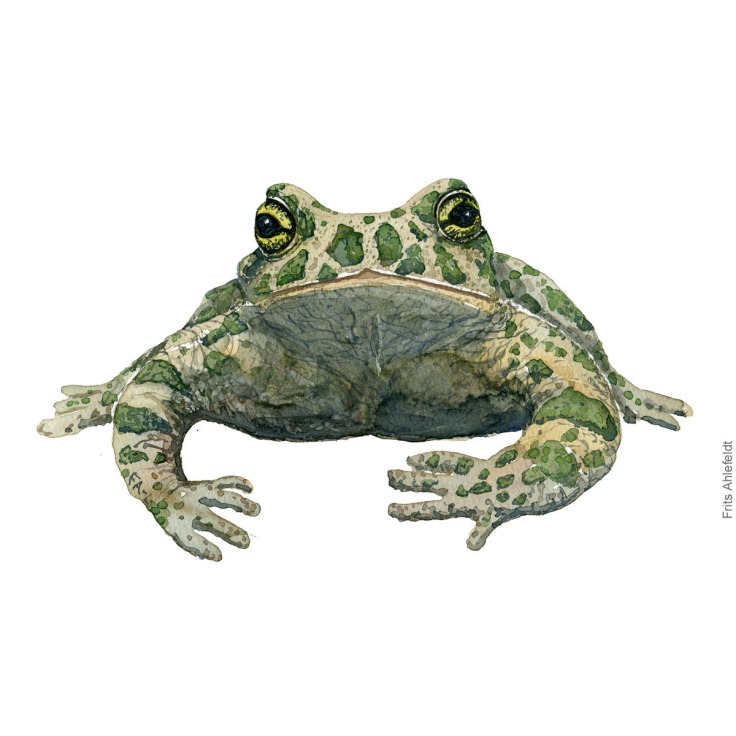 green-toad-bufo-viridis-groenbroget-tudse-frits-ahlefeldt watercolor - akvare