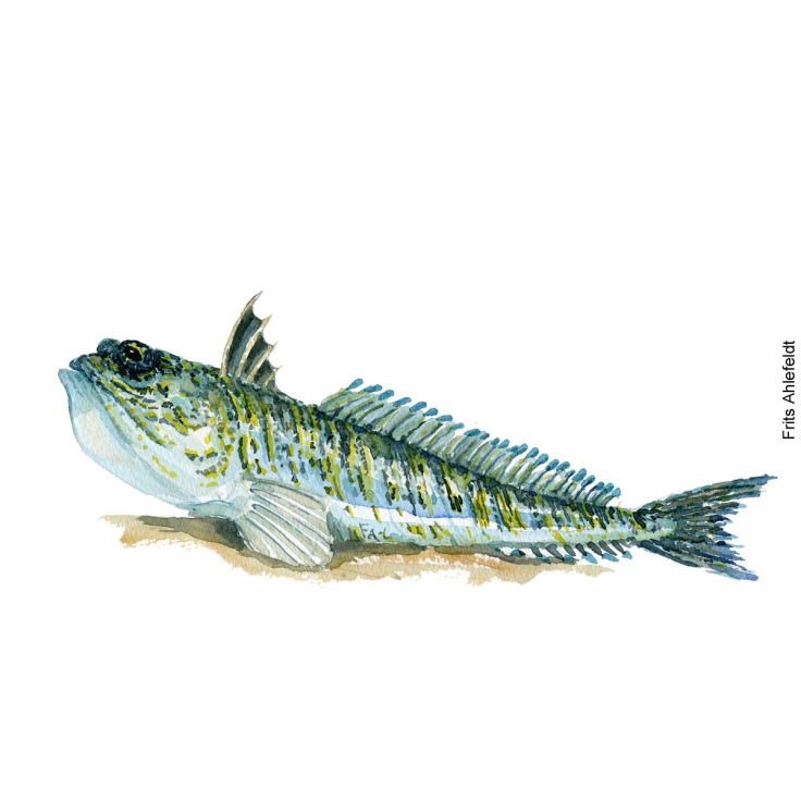 Fjaessing fisk - Akvarel illustration af Frits Ahlefeldt