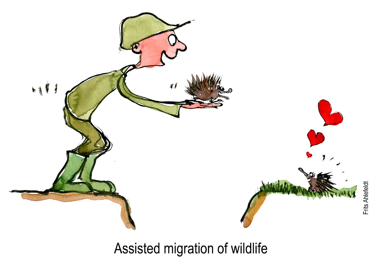 Drawing of man holding hedgehog over gab, another hedgehog over there. Biodiversity illustration by Frits Ahlefeldt